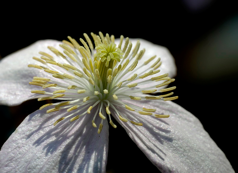 BLUME_DDD8239_Bildgröße ändern.jpg